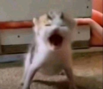 CAT_AAAAA.jpg