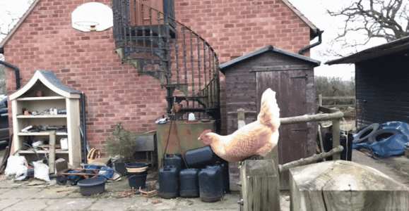 1763249100125.gif 1763249100125.gif