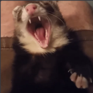 piya ferret