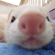 ferretgaming
