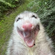 opossum