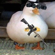 Goose 1