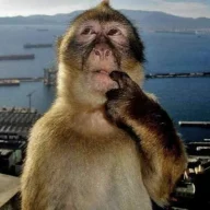 Jimrat
