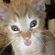 шлюшьи слезы