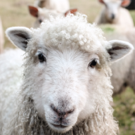 SSheep