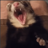 piya ferret