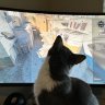 cat on keyboard