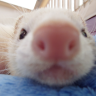 ferretgaming