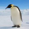 penguin_2