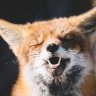 TameFoxes