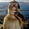 Jimrat