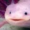 Axolotl Enthusiast