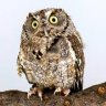 Expelled_Owl