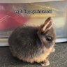 commonbleat
