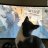 cat on keyboard