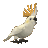 AshVipka