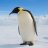 penguin_2