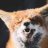 TameFoxes