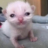 SadKitten