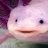 Axolotl Enthusiast